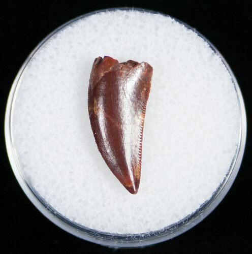 Beautiful Red Raptor Tooth From Morocco - #11231